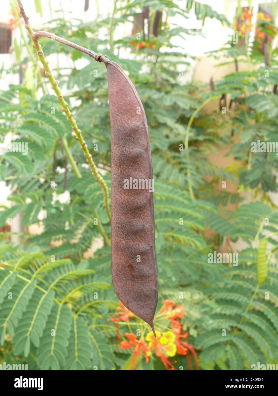 hanging plant pots wall Tierra Garden Wall Plant Holder