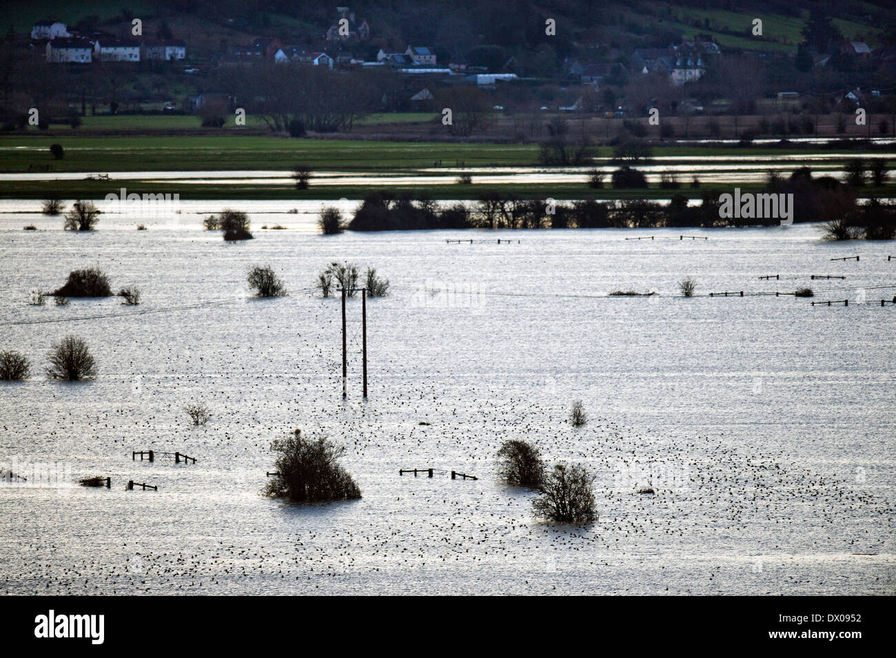 Starlings flocking over the flooded fields on the Somerset Levels near Burrowbridge UK Feb 2014 Stock Photo