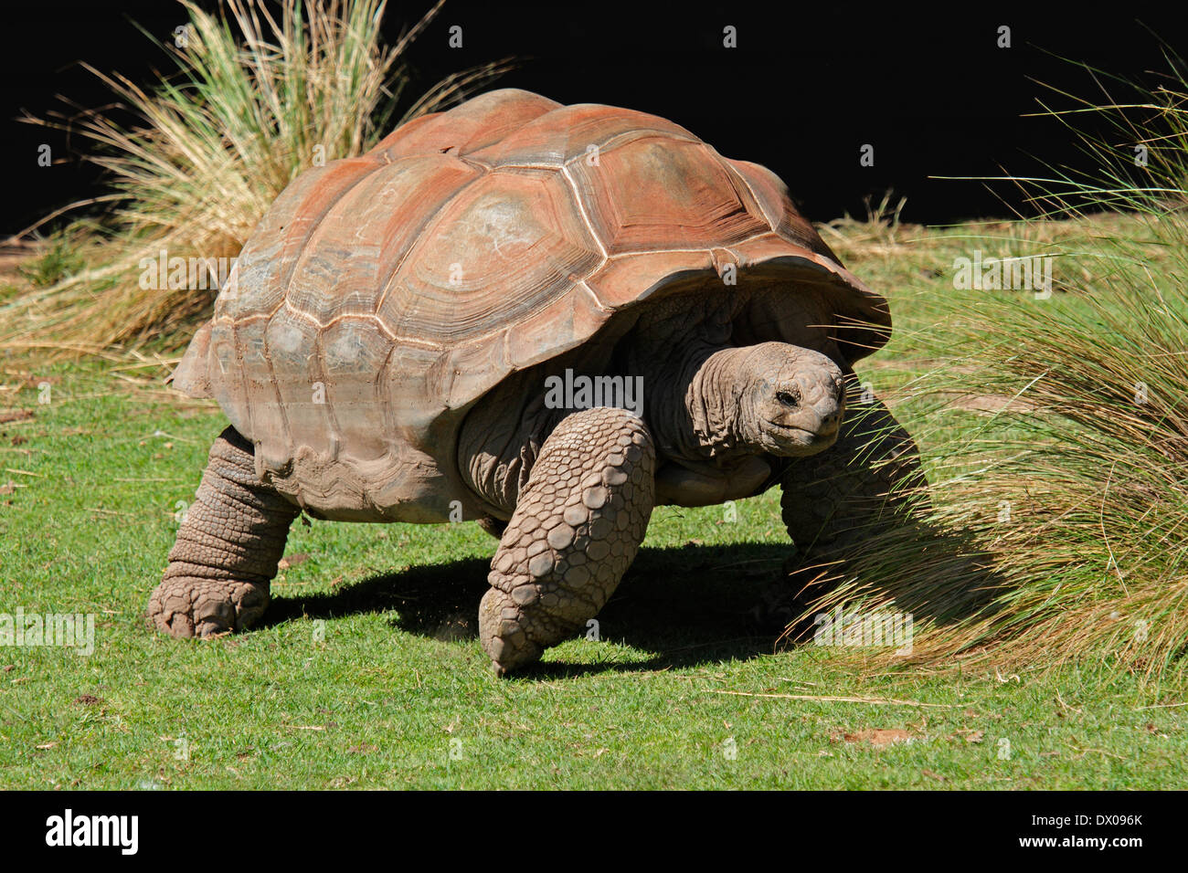 Giant Galapagos tortoise (Chelonoidis nigra) Stock Photo