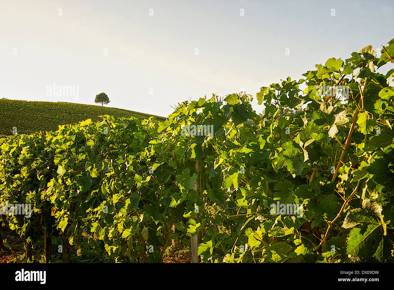 Vineyard in France Stock Photo