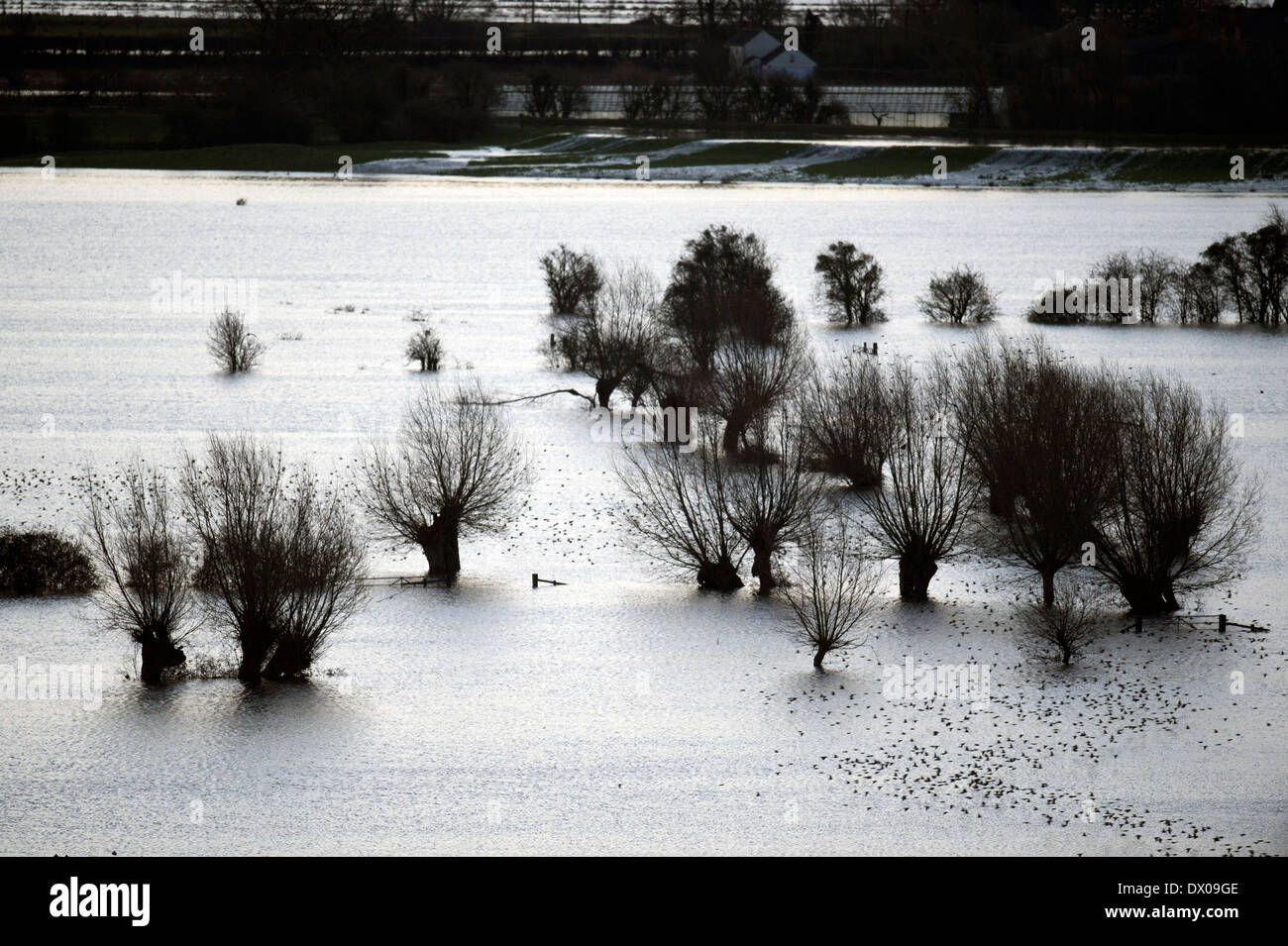 Starlings flocking over the flooded fields on the Somerset Levels near Burrowbridge UK Feb 2014 Stock Photo