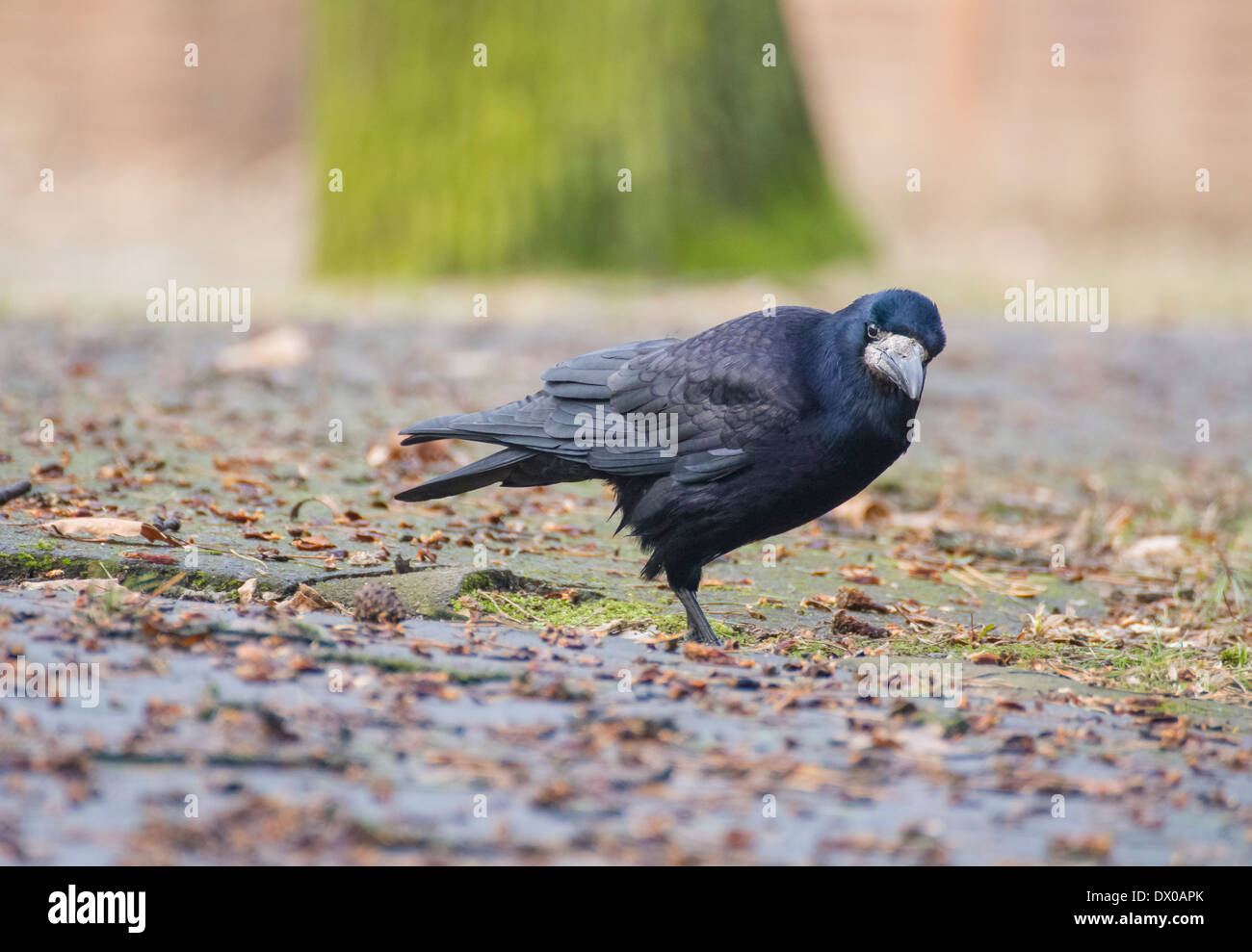 Rook black bird Stock Photo