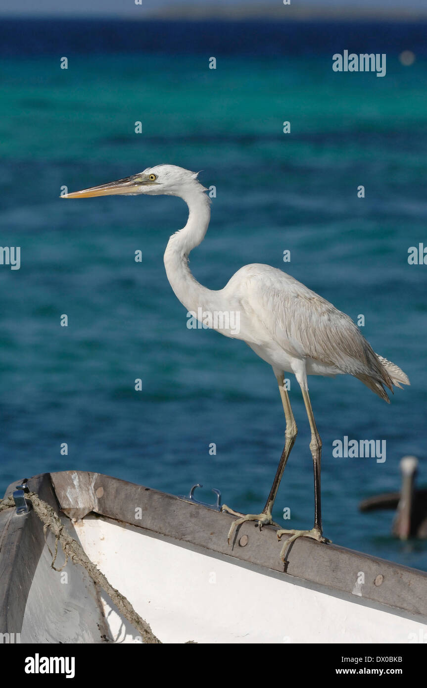 Great blue heron on the boat in Gran Roque island Stock Photo
