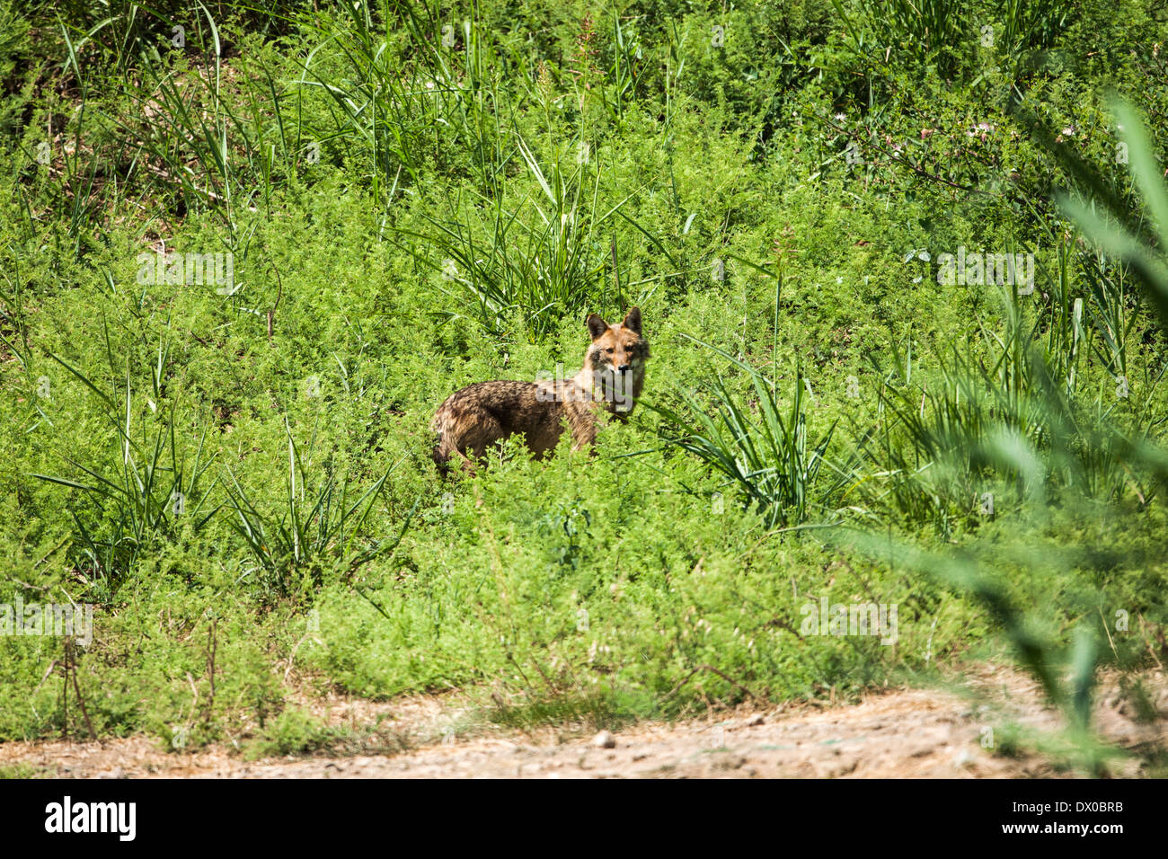 Golden Jackal (Canis aureus), also called the Asiatic, Oriental or Common Jackal, Photographed in Hula valley, Israel Stock Photo