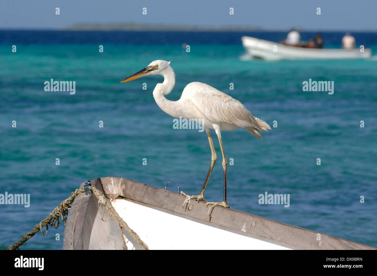 Great blue heron put down on a boat a Gran Roque, in Los Roque National Park Stock Photo