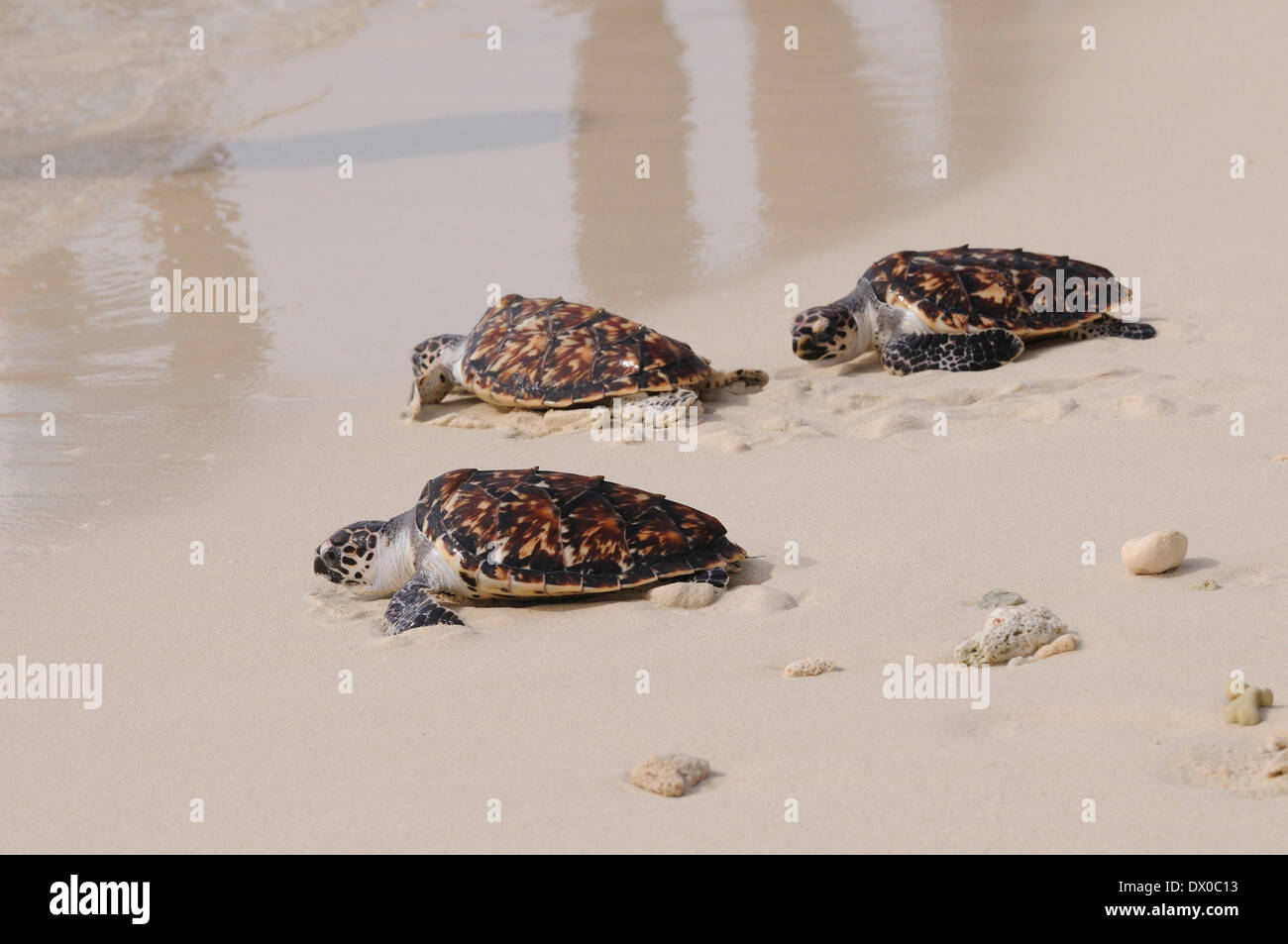 Loggerhead turtle hatchling crawls to the Atlantic ocean on the Isle Cayo dos Mosquises Stock Photo