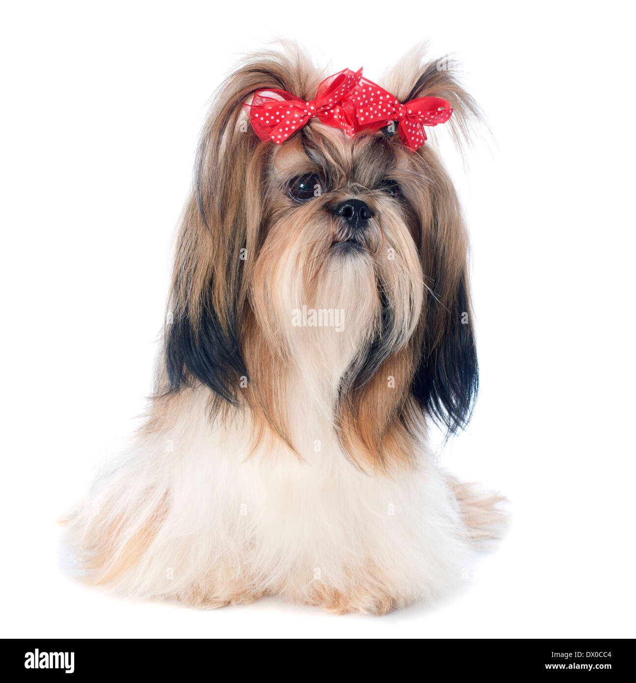 pure shih tzu dog