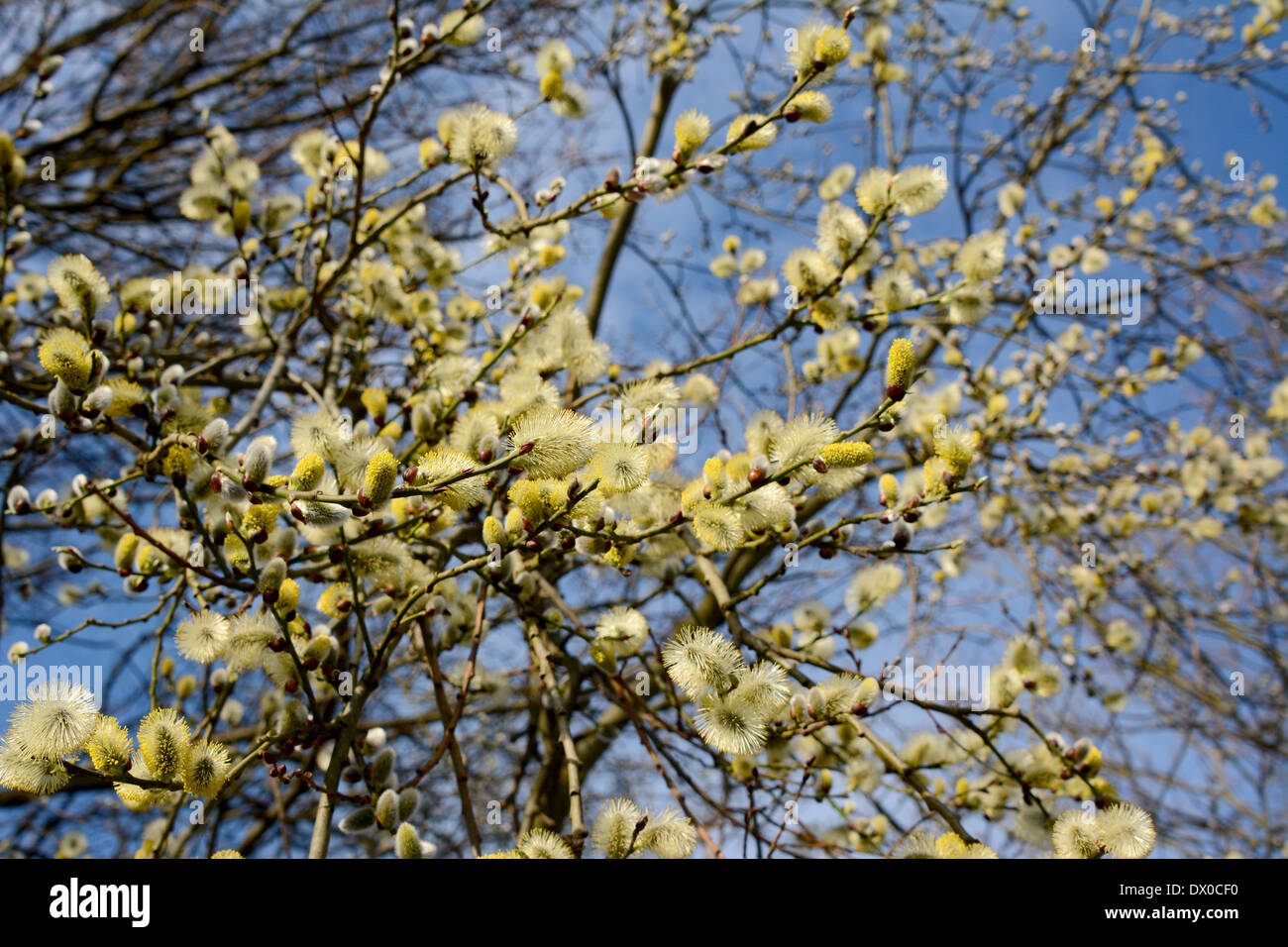 Willow tree branches teeming with catkins in spring Stock Photo