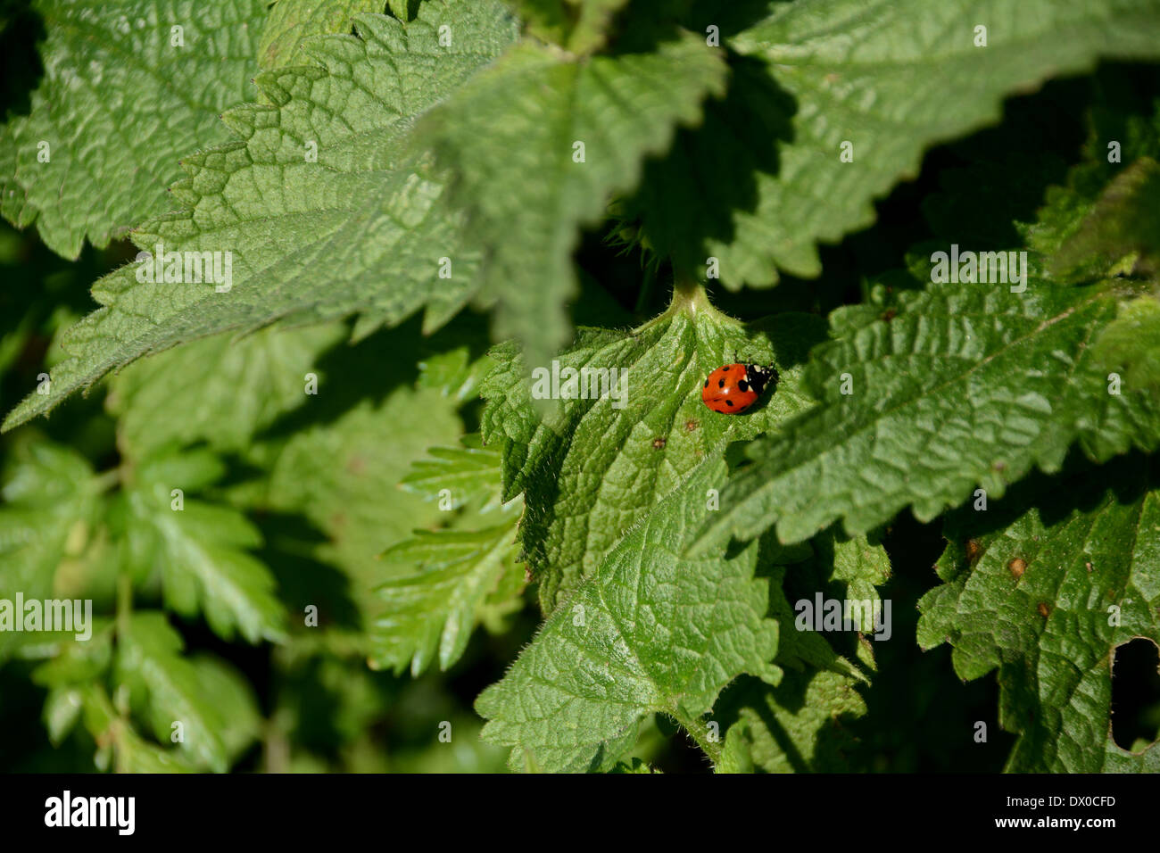 Seven-spot ladybug hidden in a patch of stinging nettles Stock Photo