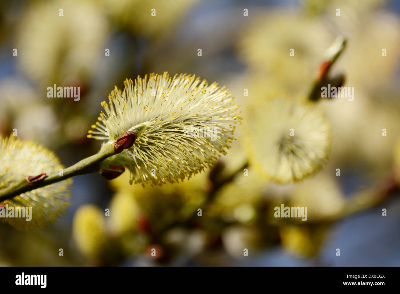 Closeup of a willow tree male ament or catkin Stock Photo