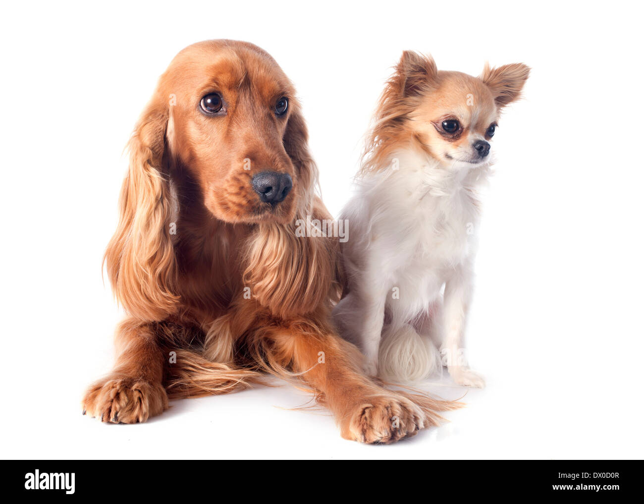 cocker spaniel chihuahua