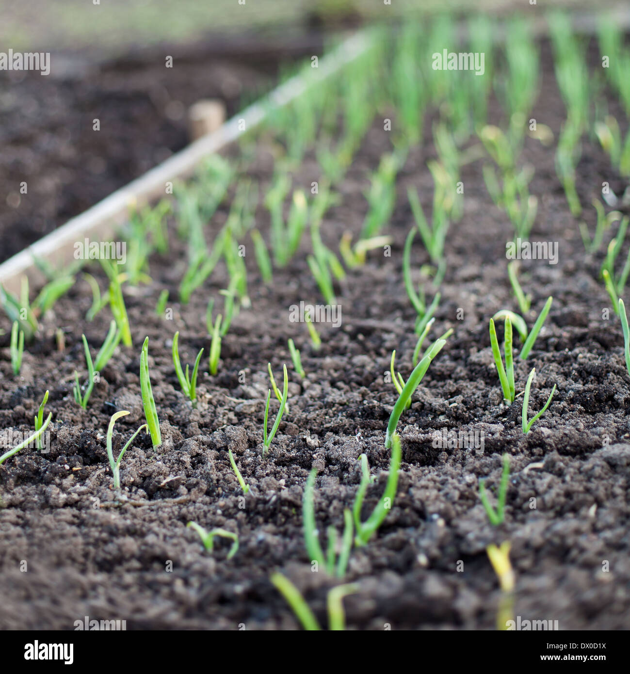 Garden beds with seedlings and leafy greens  Stock Photo
