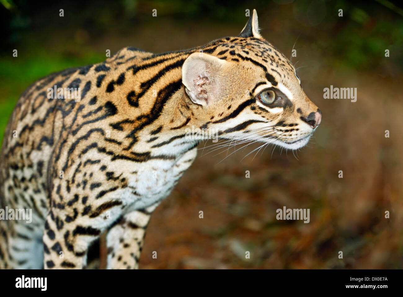 Ocelot (Leopardus pardalis) close up Stock Photo