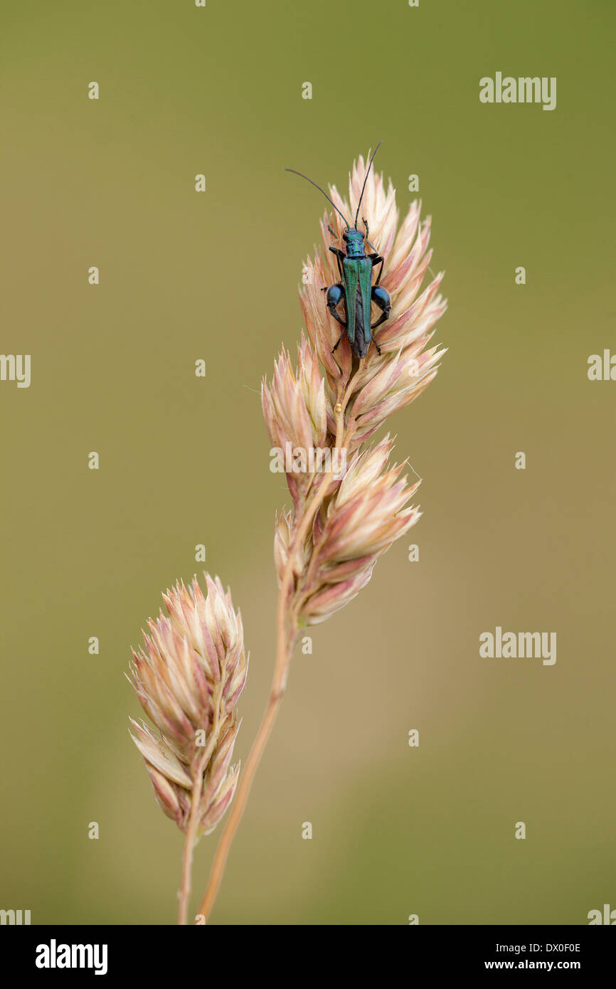 a little insect Stock Photo - Alamy