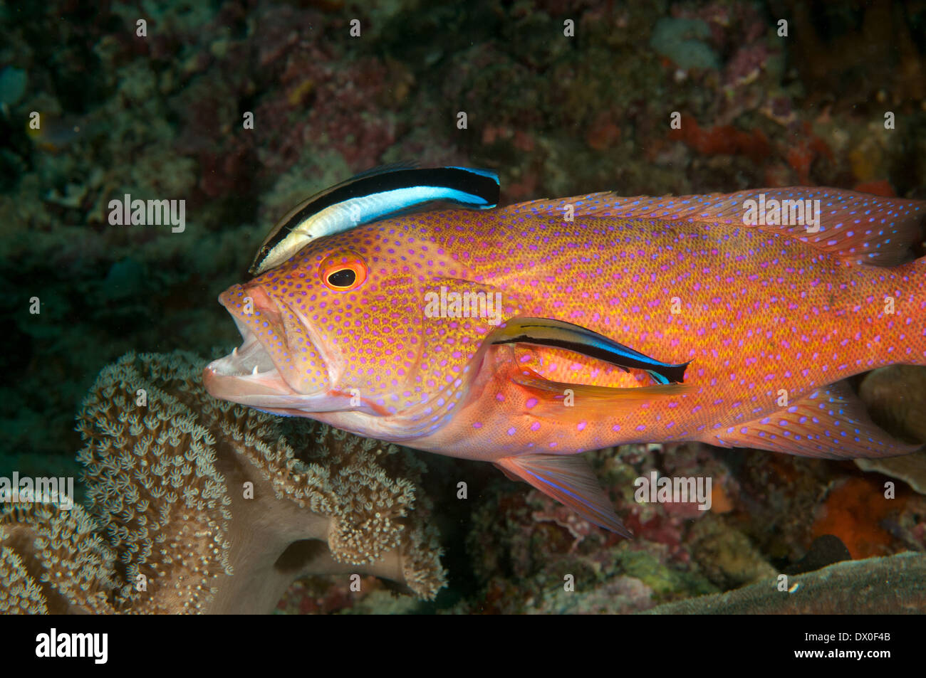 Lyre tail grouper, Variola louti, in a cleaning station Raja Ampat Indonesia Stock Photo