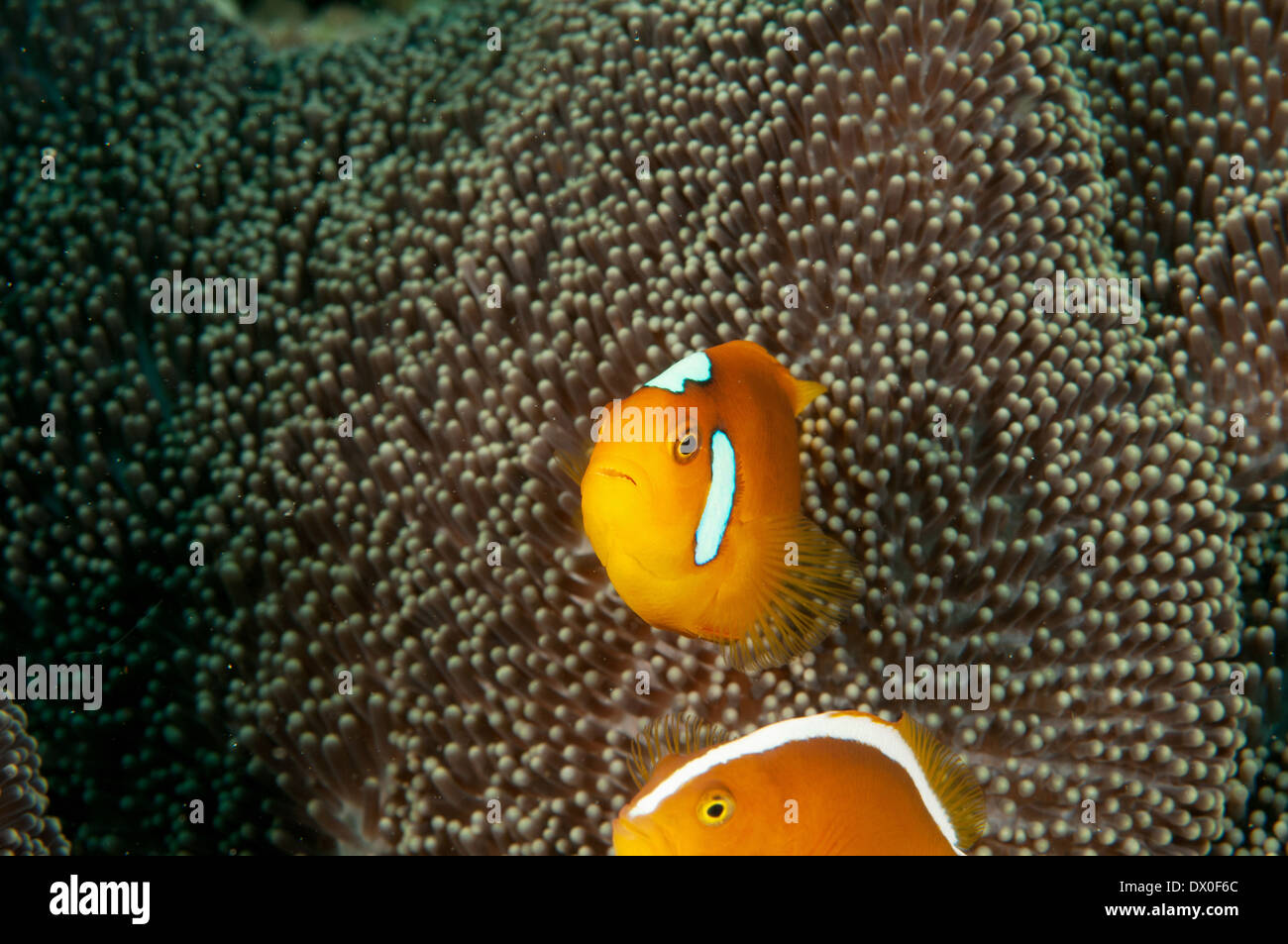 A hybrid clownfish among orange anemonefishes Raja Ampat Indonesia Stock Photo