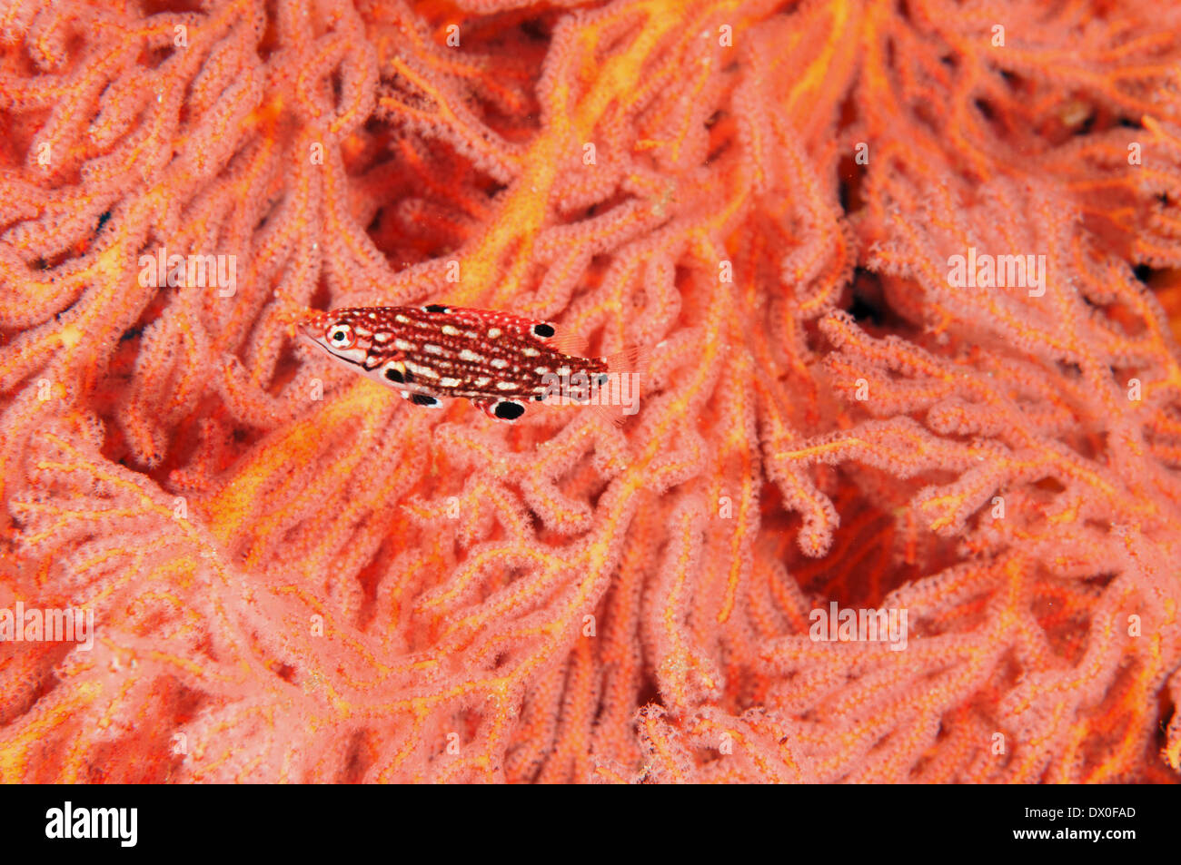 Juvenile Diana's hogfish, Bodianus diana, sheltering around softcoral Raja Ampat Indnonesia Stock Photo