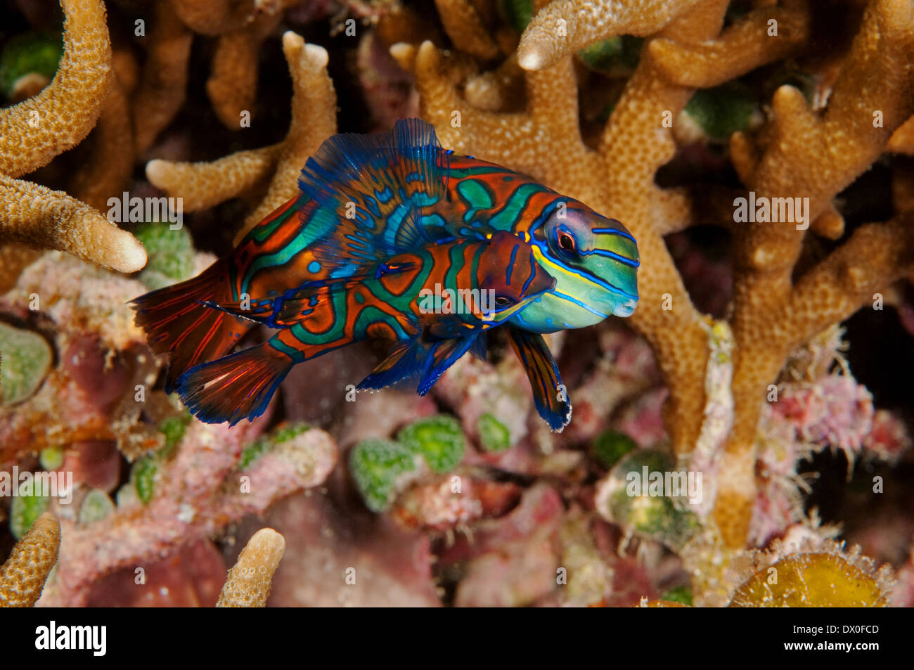 Mating dance of Mandarisnfishes, Synchiropus splendidus, Raja Ampat Indonesia Stock Photo