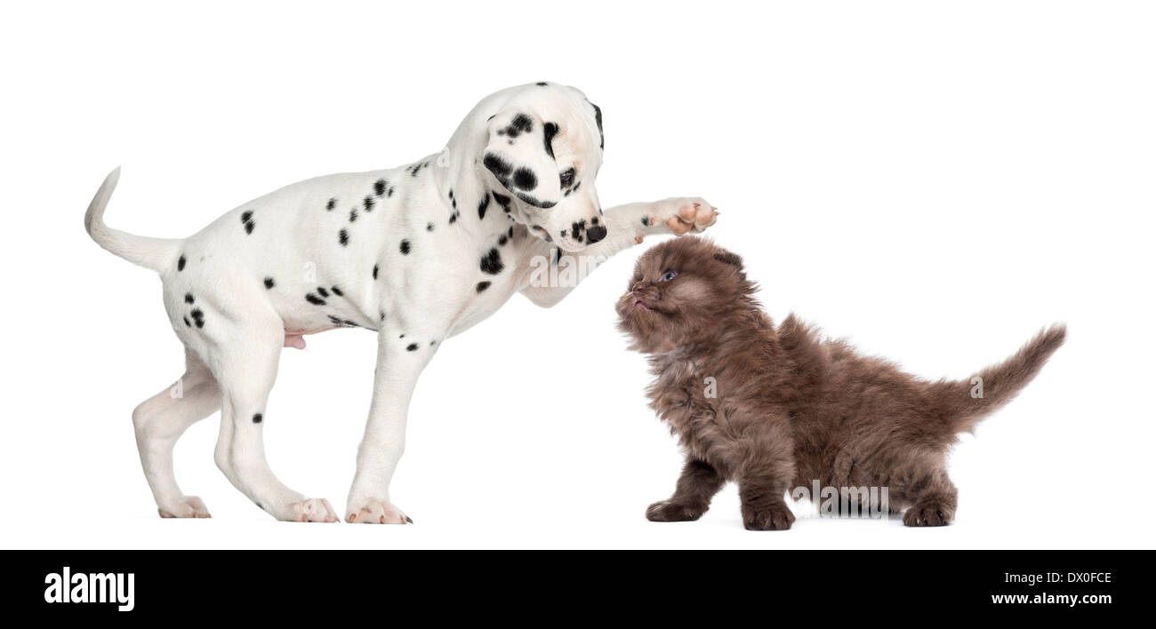 Dalmatian puppy and Highland fold kitten playing together in front of white background Stock Photo