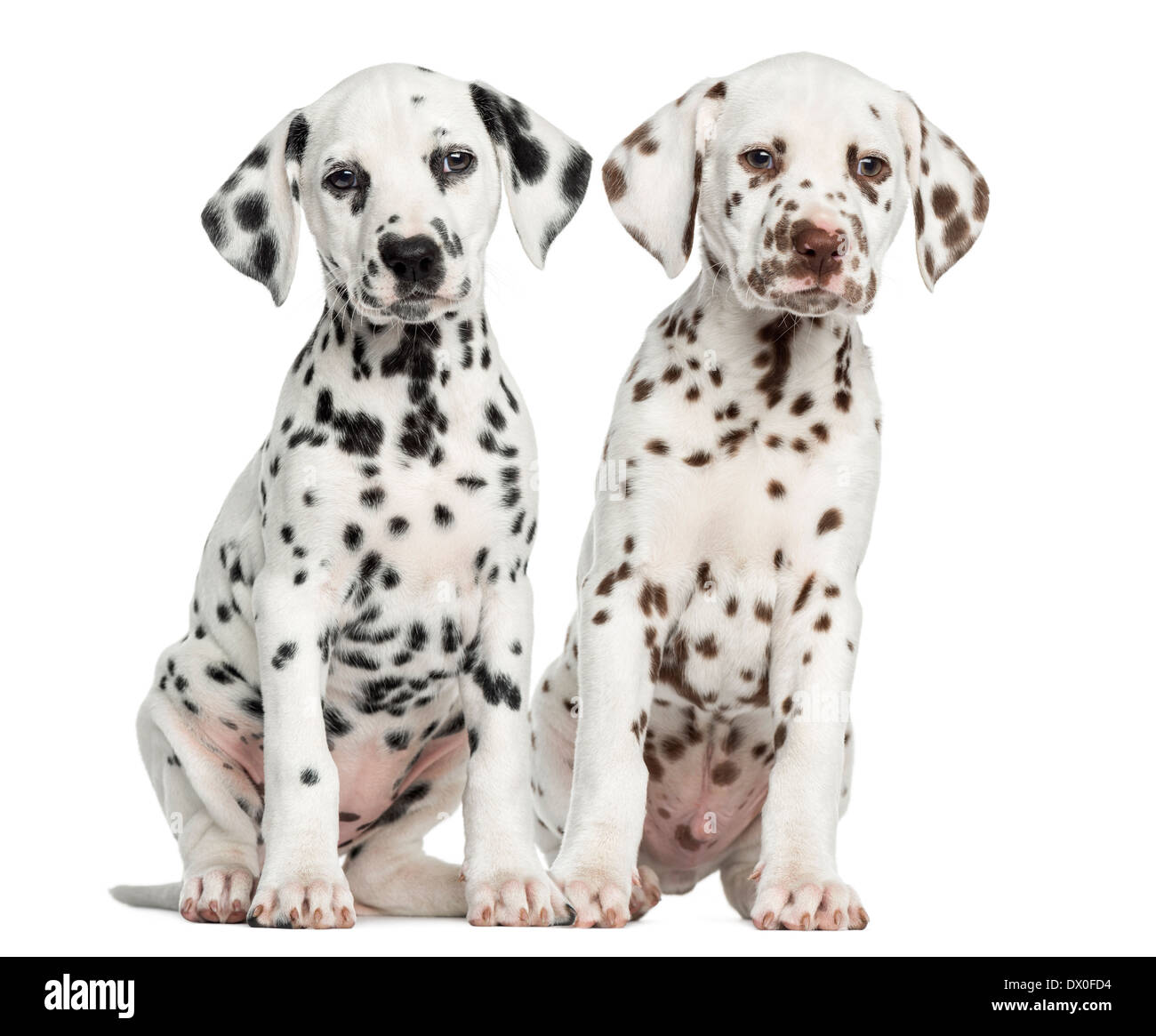 Front view of Dalmatian puppies sitting against white background Stock Photo