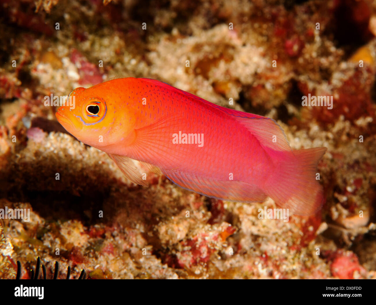 Male chequered dottyback, Cypho zaps, Raja Ampat Indonesia Stock Photo