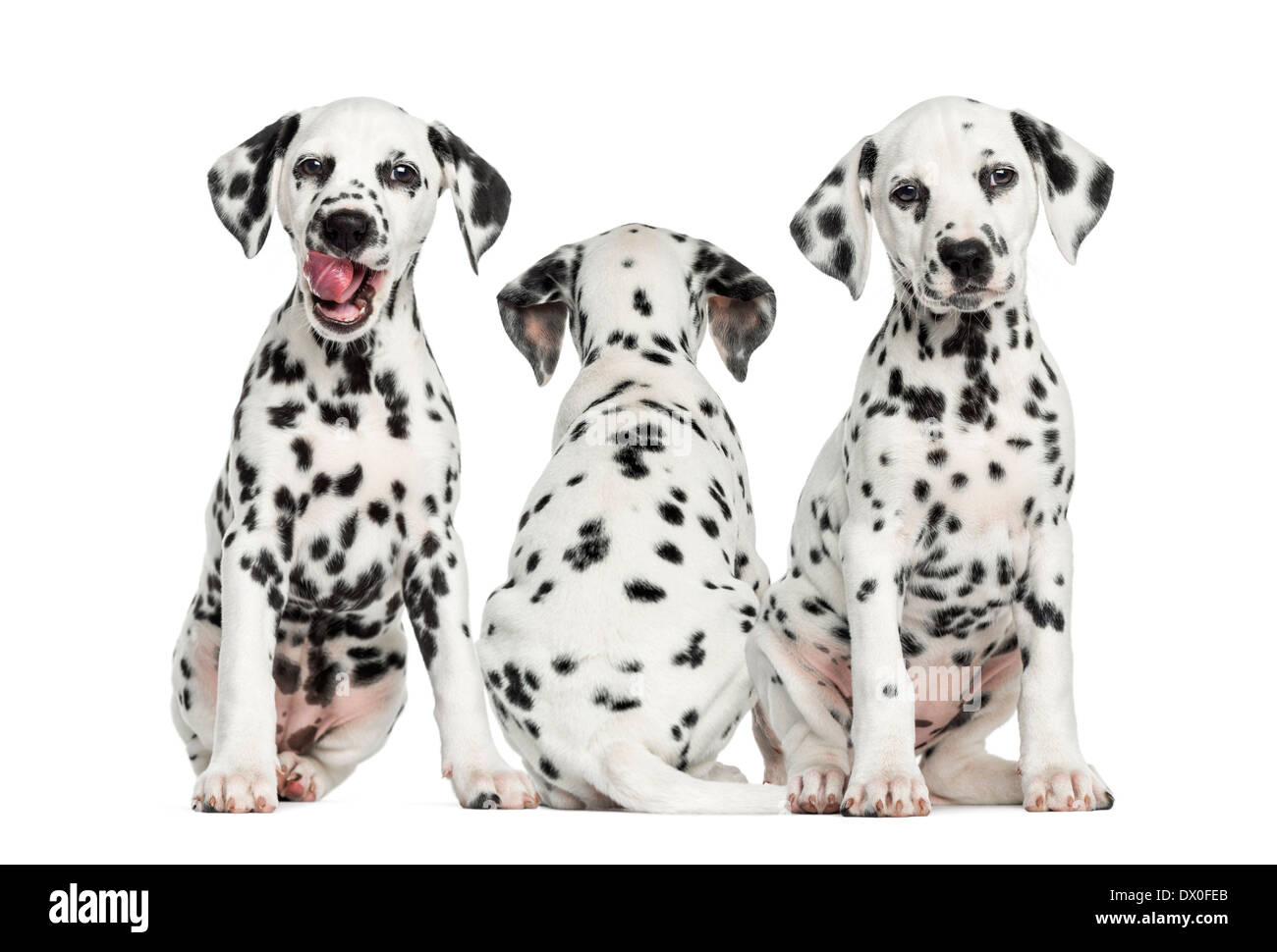 Dalmatian puppies sitting together against white background Stock Photo