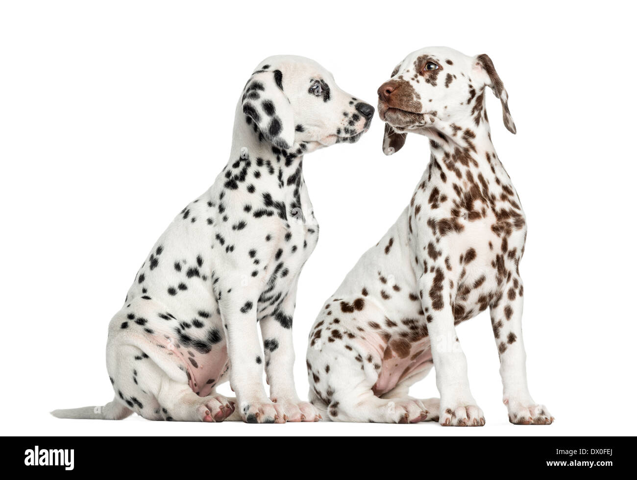 Dalmatian puppies sitting, sniffing each other against white background Stock Photo