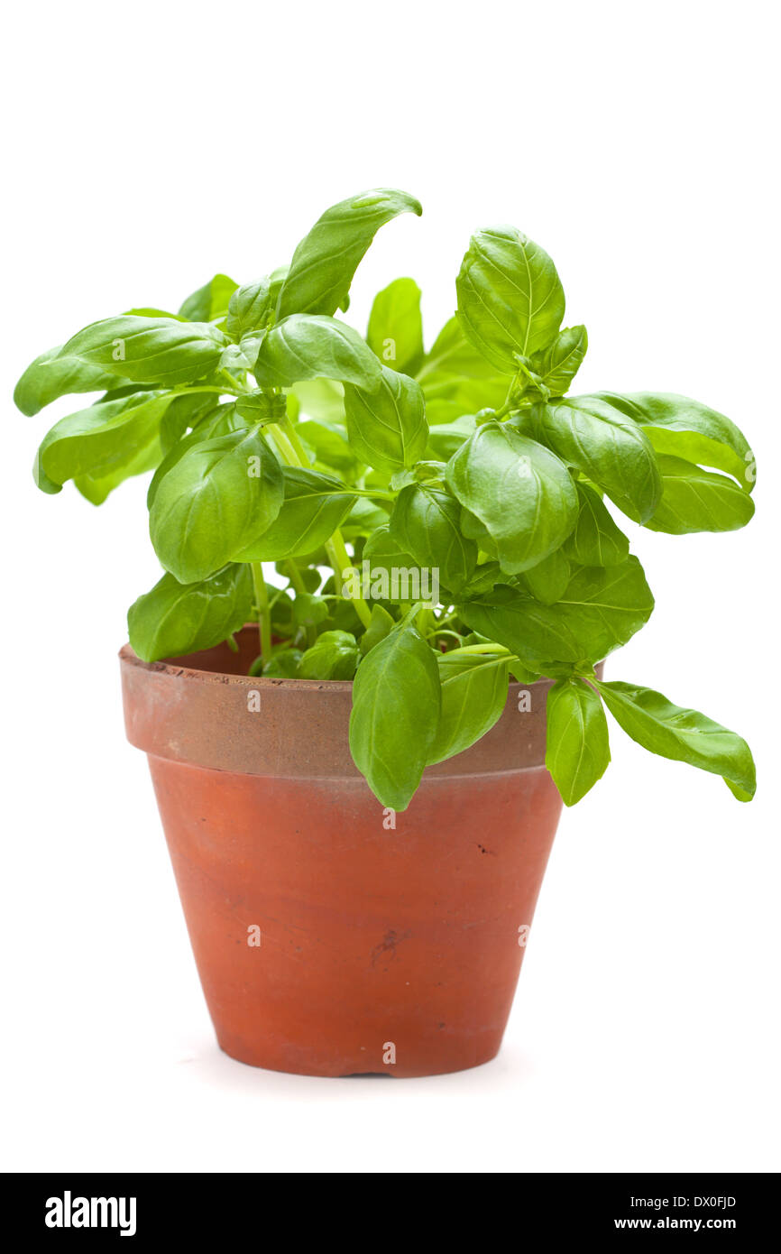 sweet basil plants isolated on white Stock Photo Alamy