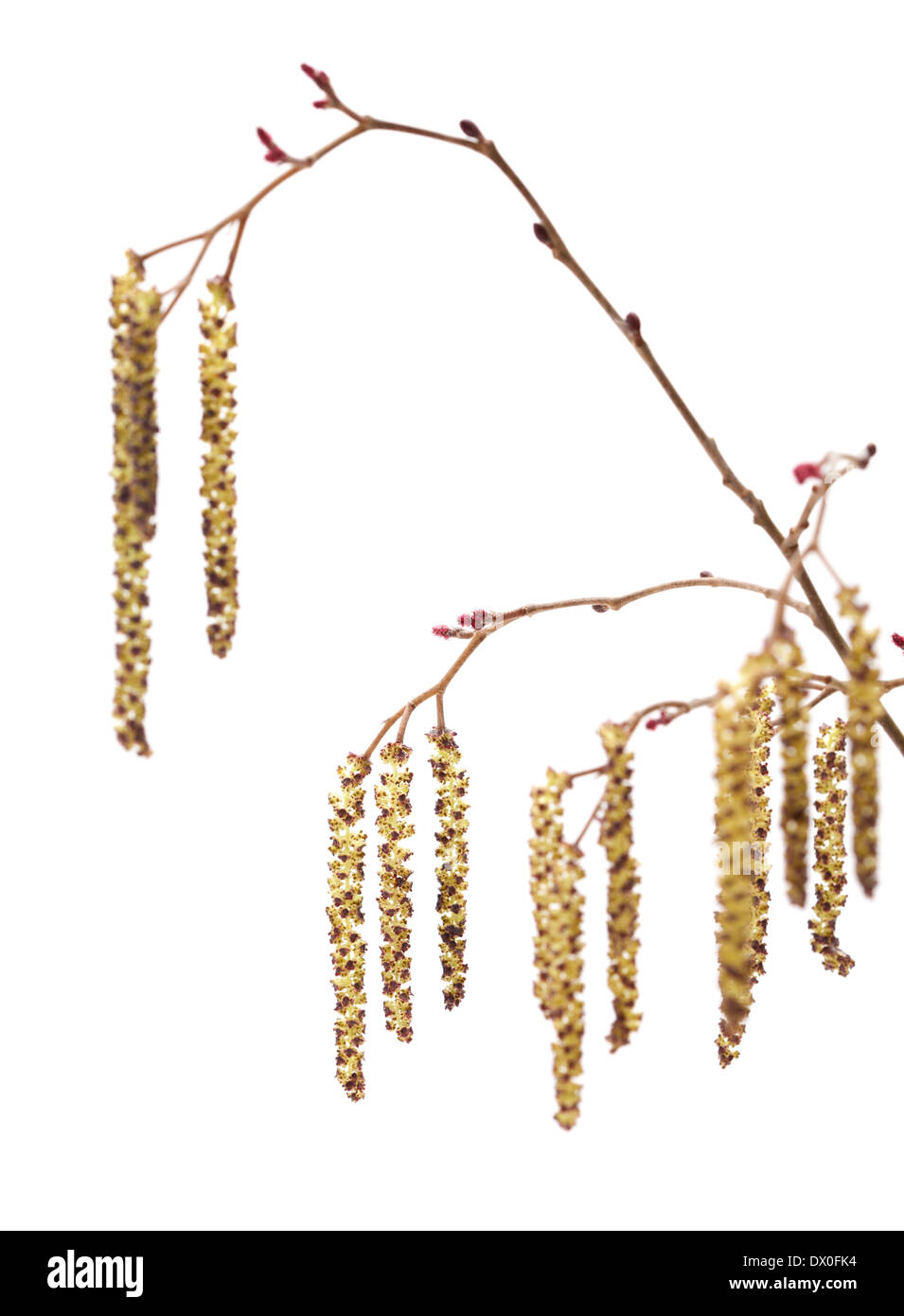 alder spring male catkins isolated on white Stock Photo Alamy