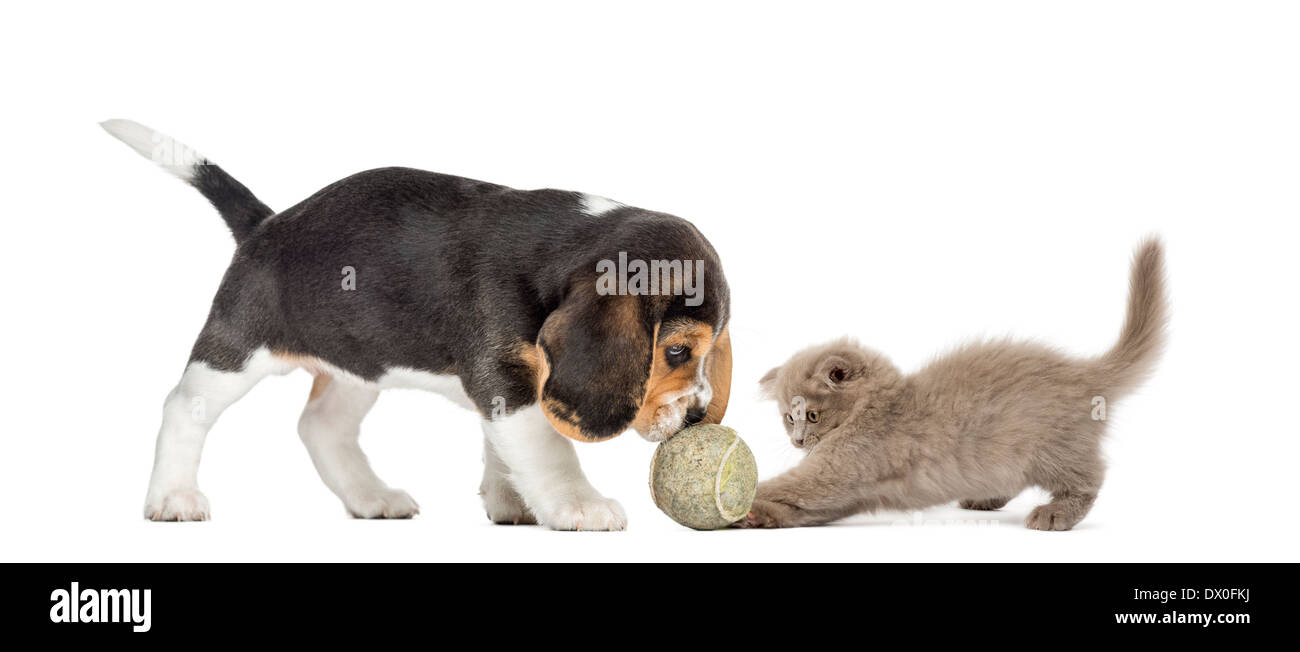 Beagle puppy and Highland fold kitten playing with a ball in front of white background Stock Photo