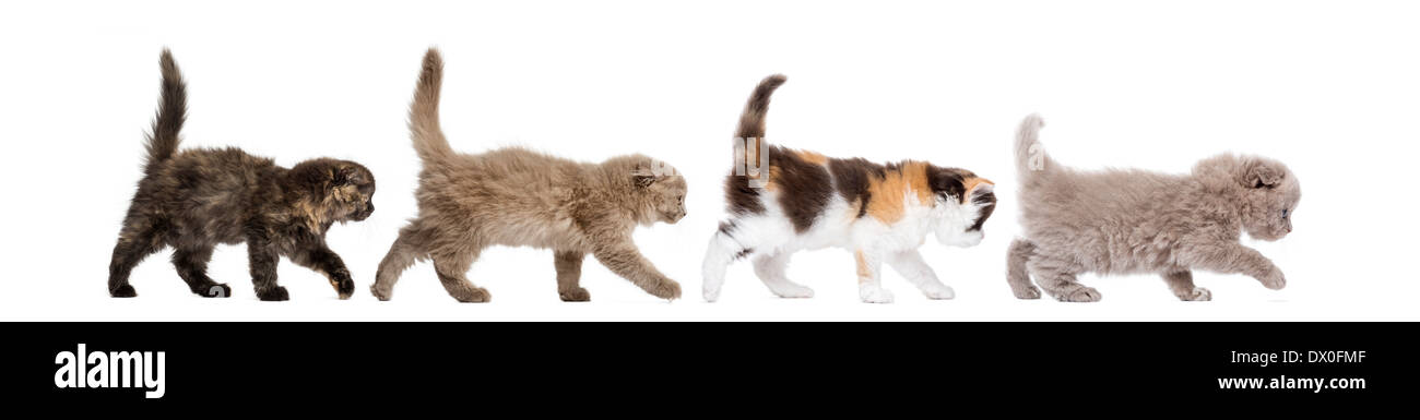 Side view of Highland fold kittens walking in line in front of white background Stock Photo