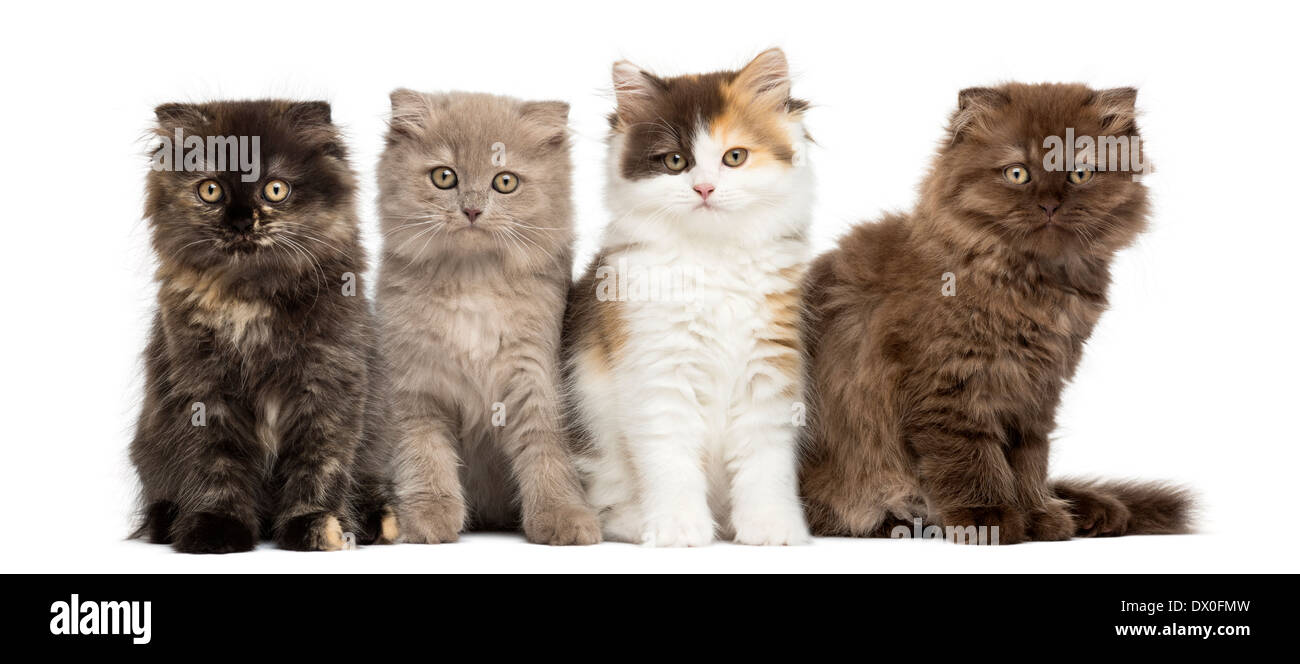 Highland straight and fold kittens sitting in a row, looking at the camera in front of white background Stock Photo