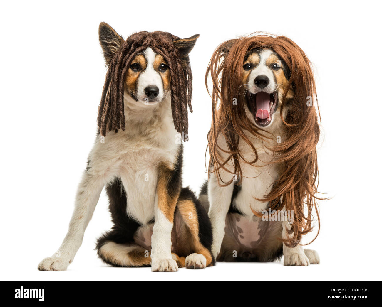 Border Collies wearing wigs sitting together, against white background Stock Photo