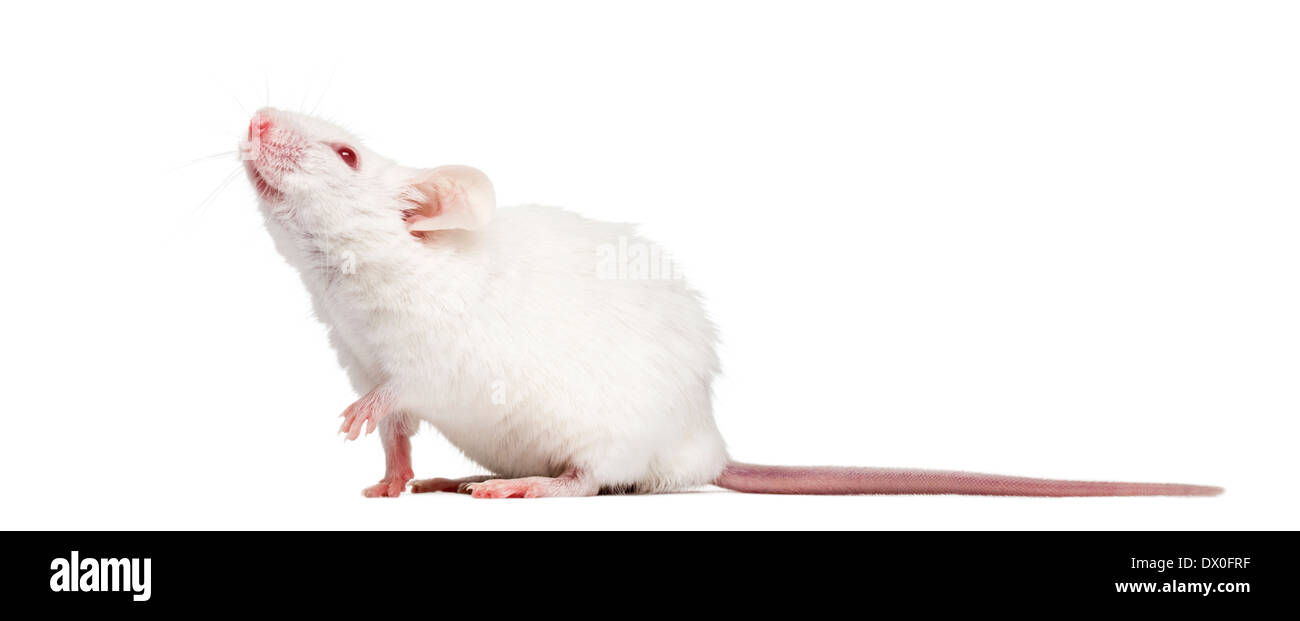 Side view of an albino white mouse looking up, Mus musculus, in front of white background Stock Photo