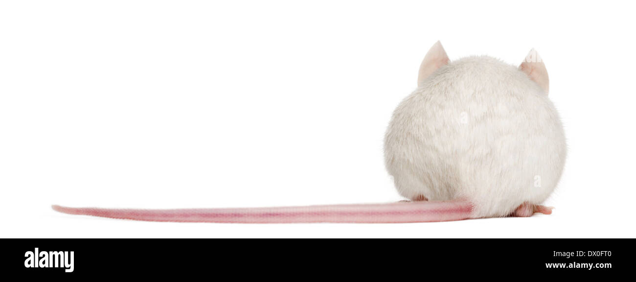 Rear view of an albino white mouse, Mus musculus, in front of white background Stock Photo