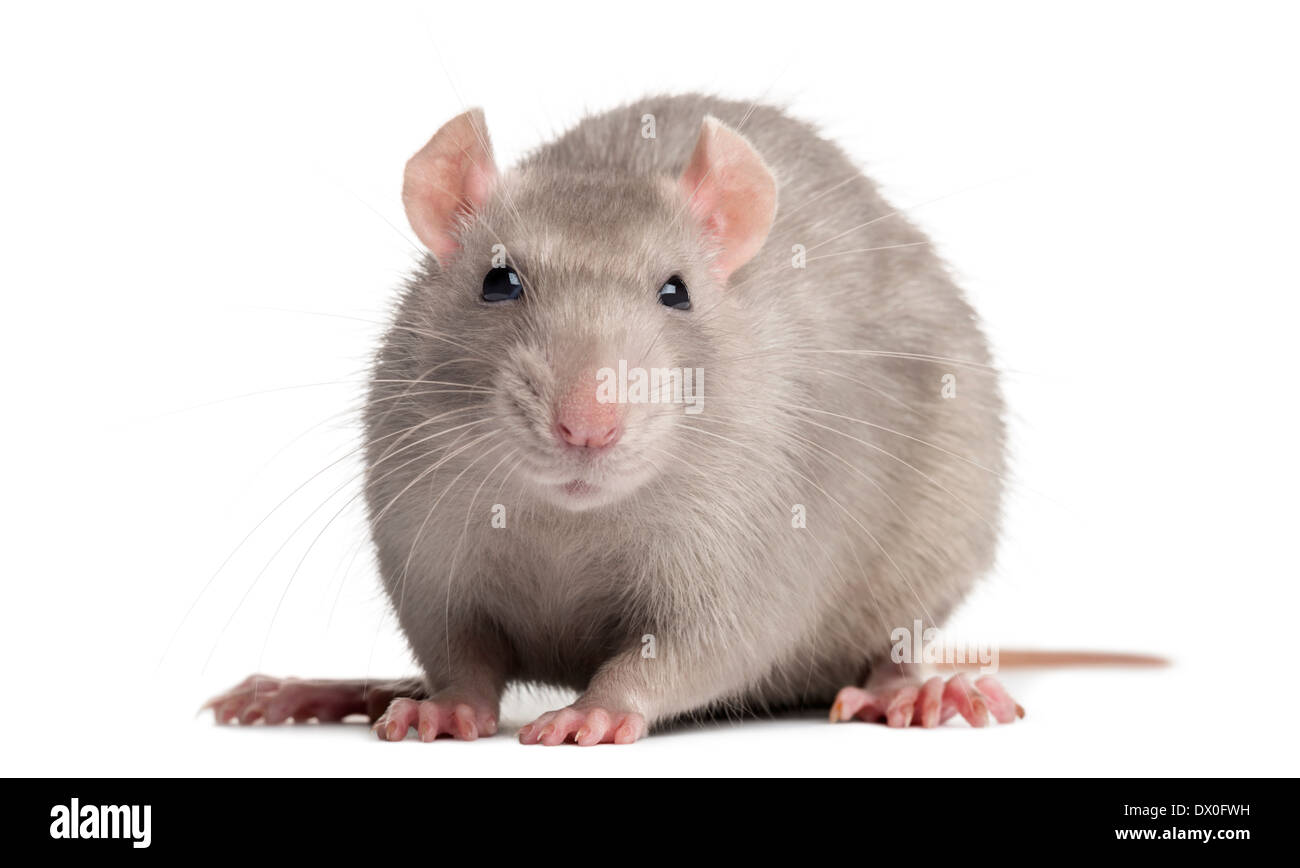 Domestic rat, looking at the camera, in front of white background Stock Photo