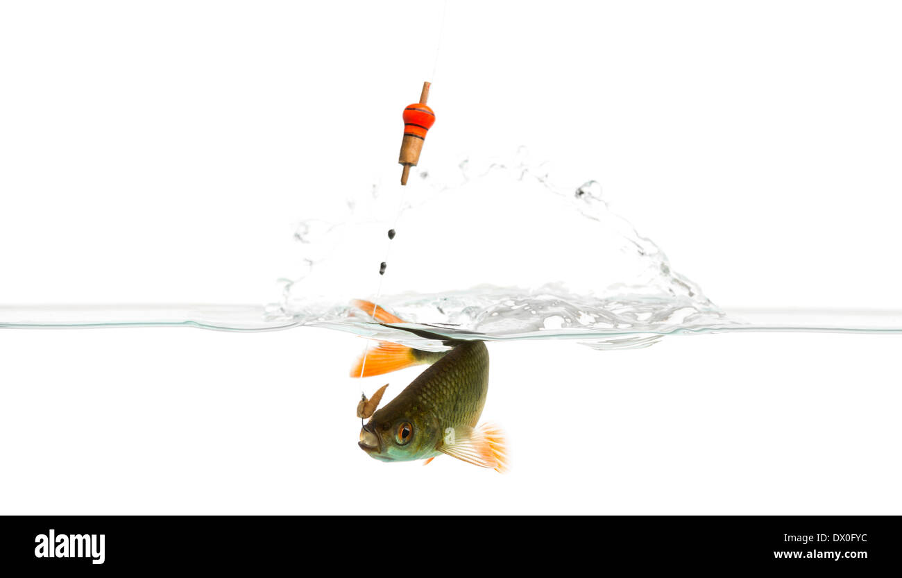 Common roach under water caught on a hook, Rutilus rutilus, against white background Stock Photo