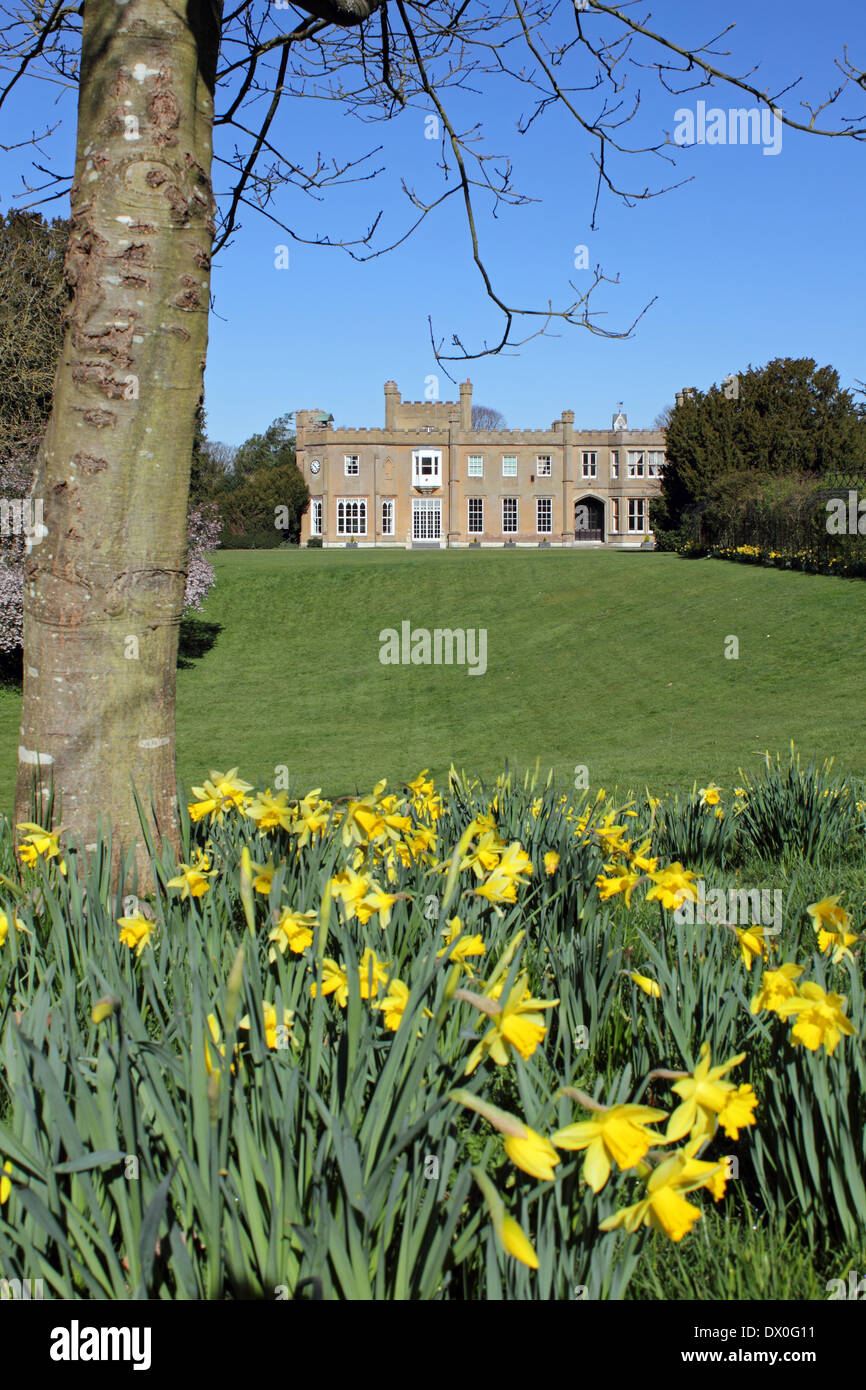 Nonsuch Park, Surrey, England, UK. 16th March 2014. Daffodils are in bloom in the gardens of Nonsuch House, with another glorious Spring day bringing blue skies and seeing temperatures reach 17 degrees in Surrey today. Stock Photo