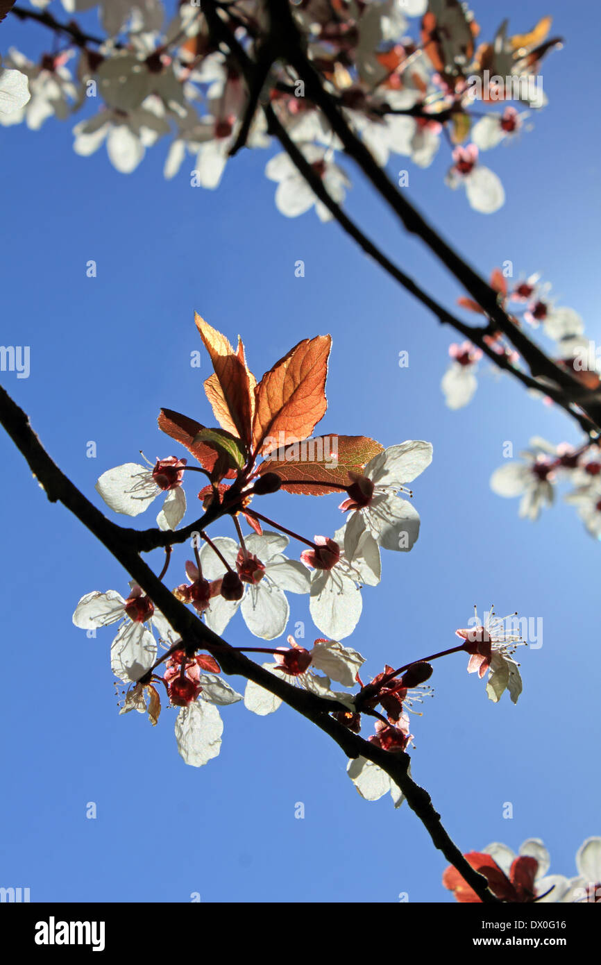 Nonsuch Park, Surrey, England, UK. 16th March 2014. White cherry blossom against pure blue sky as temperatures reach 17 degrees in Surrey today. Stock Photo