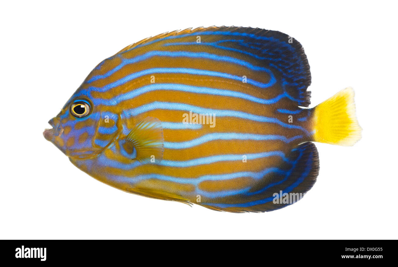 Side view of a Northern Angelfish, Chaetodontoplus septentrionalis, against white background Stock Photo