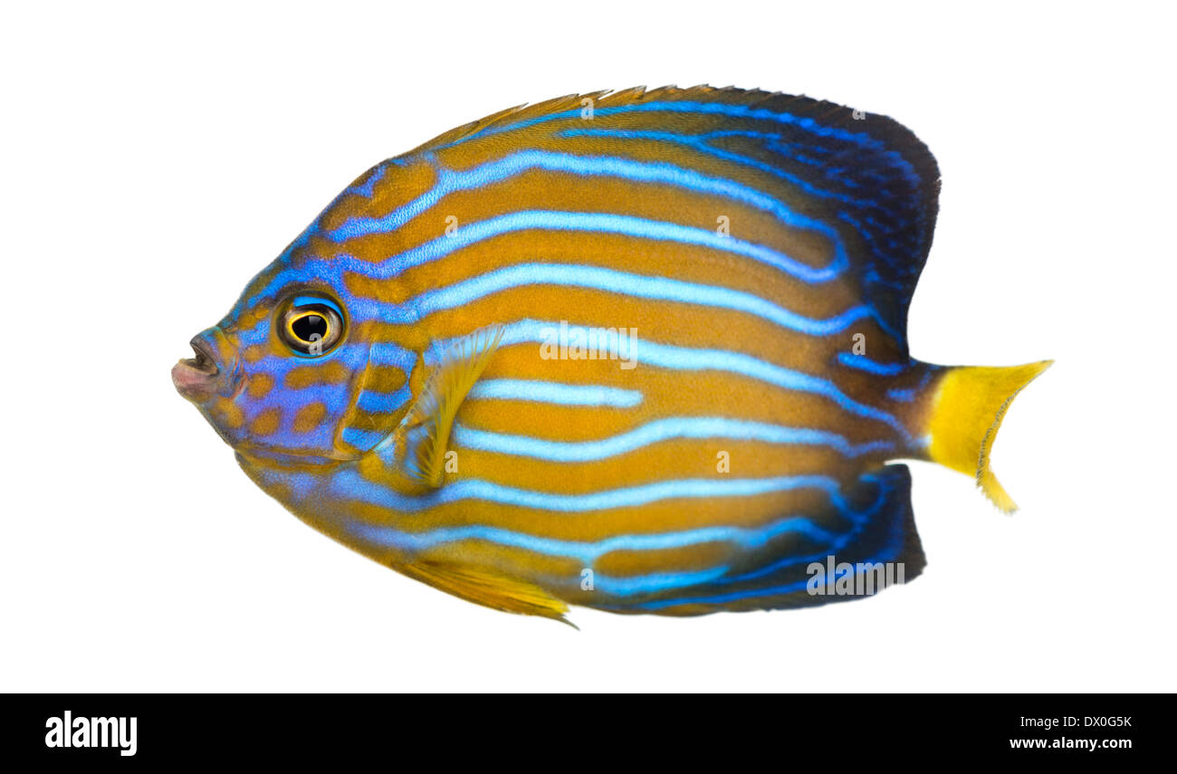 Side view of a Northern Angelfish, Chaetodontoplus septentrionalis, against white background Stock Photo