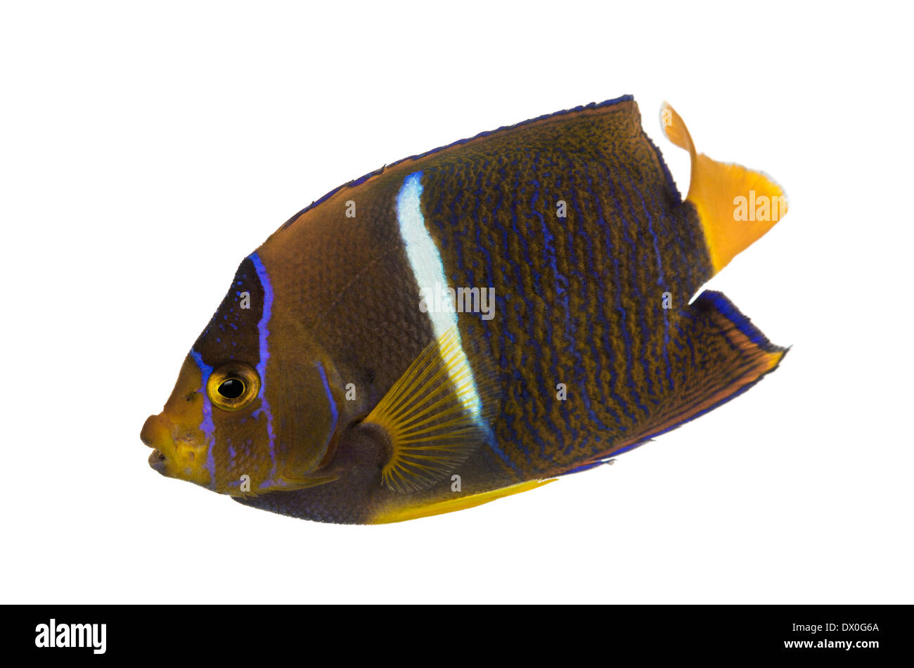 Side view of a Passer Angelfish, Holacanthus passer, against white background Stock Photo