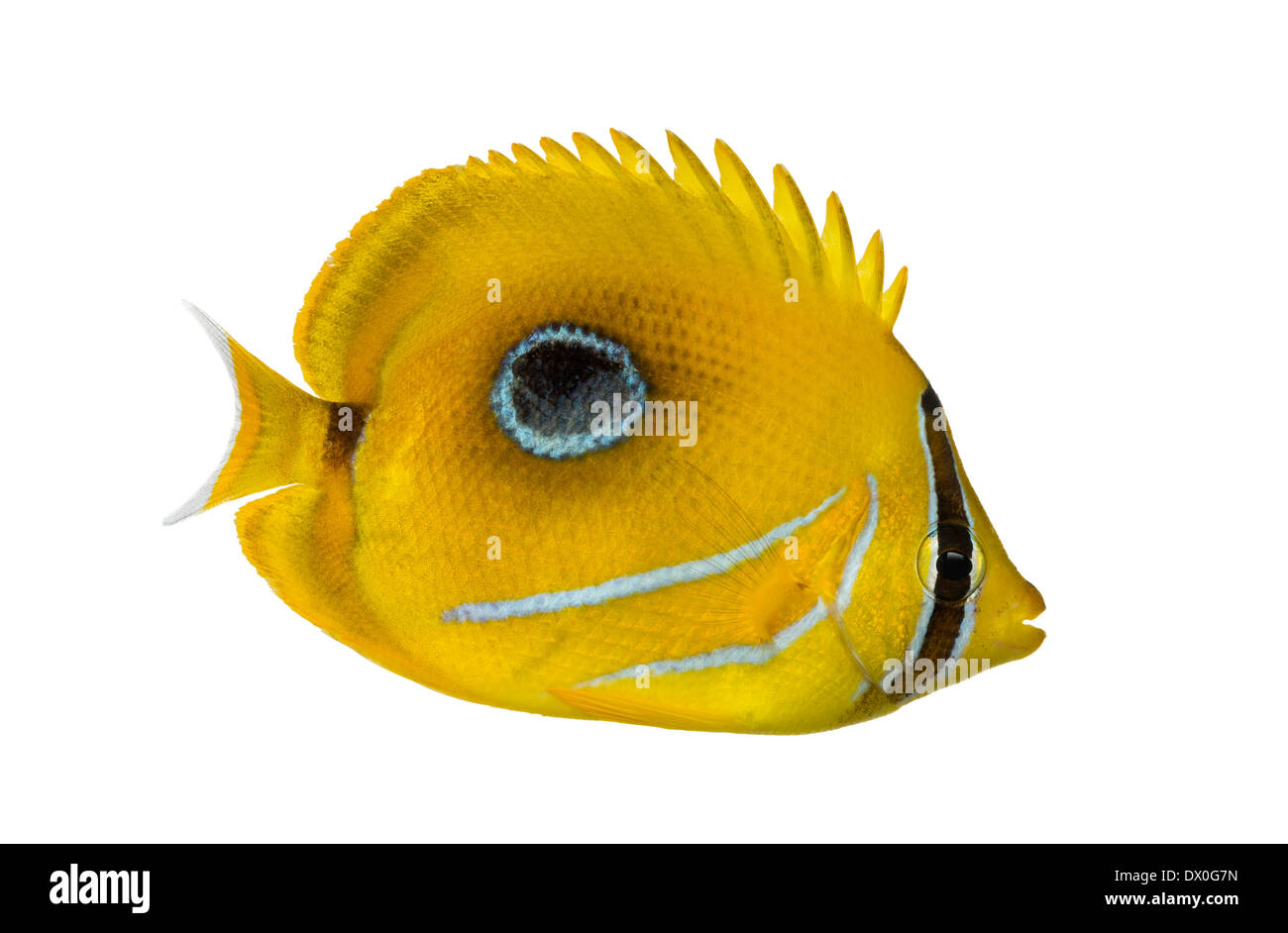 Side view of a Bluelashed butterflyfish, Chaetodon bennetti, against white background Stock Photo