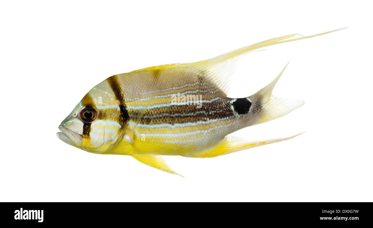 Side view of a Sailfin Snapper, Symphorichthys spilurus, against white background Stock Photo