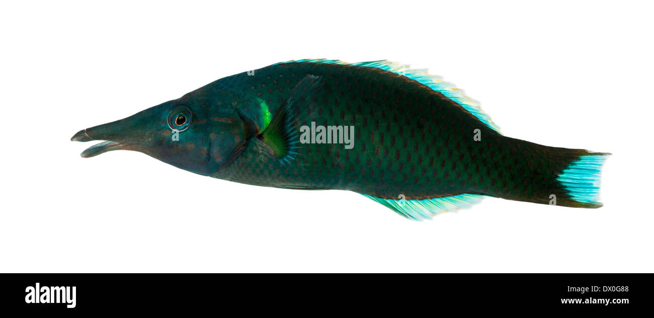 Side view of a Bird wrasse male, Gomphosus varius, against white background Stock Photo