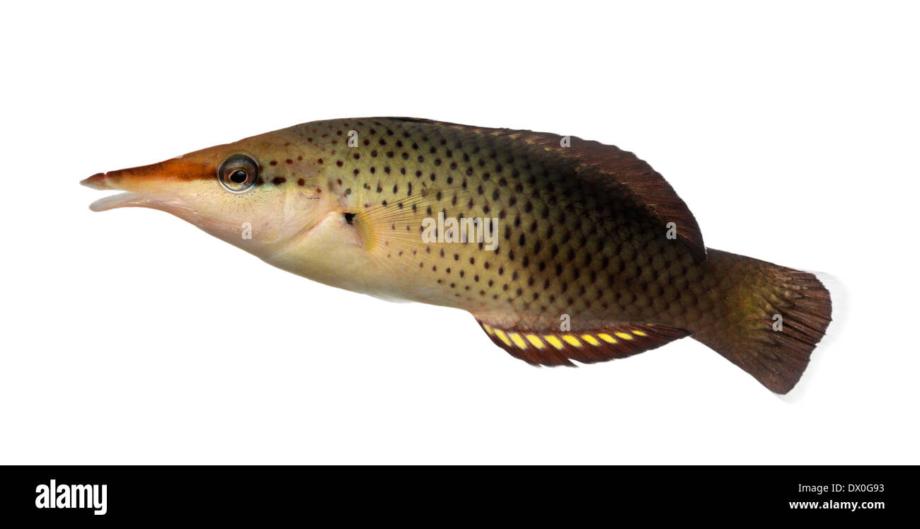 Side view of a Bird wrasse female, Gomphosus varius, against white background Stock Photo