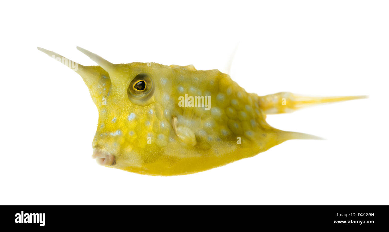 Longhorn cowfish, Lactoria cornuta, against white background Stock