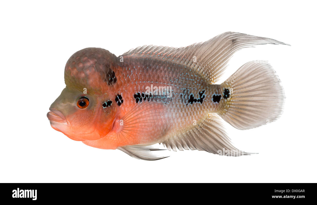 Side view of a Living Legend, Flowerhorn cichlid, against white background Stock Photo