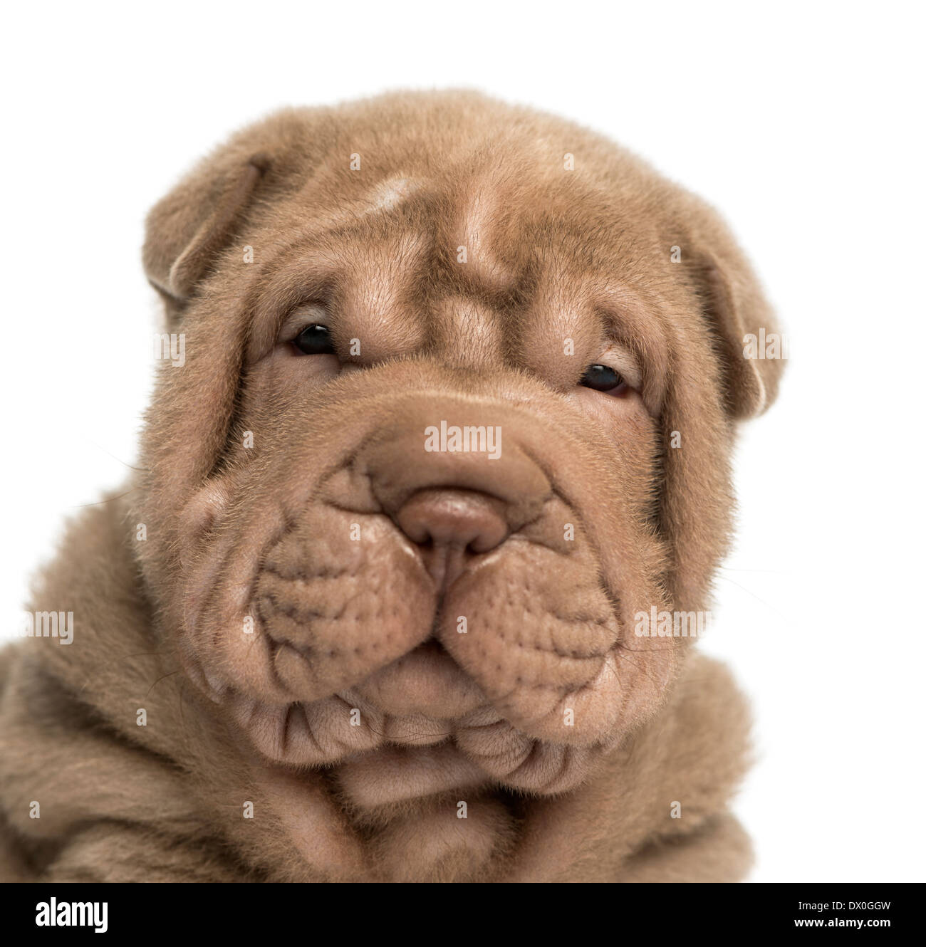 Close-up of a Shar Pei puppy looking at the camera against white background Stock Photo