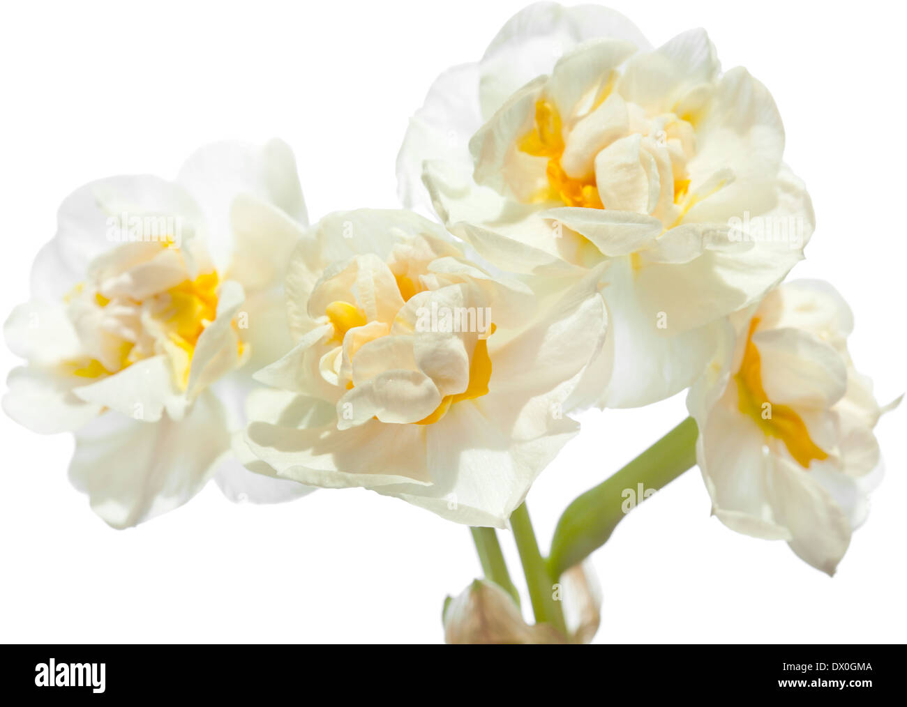 Double Narcissi isolated on white Stock Photo